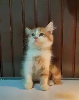 KITTEN MIX BSH 5 BULAN