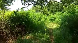 Tanah Siap Bangun Di Jl. Raya Lasem, Rembang