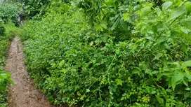 Tanah Siap Bangun Di Ngaliyan Semarang