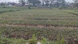 Dijual Murah Tanah Buton Wagir Malang BU