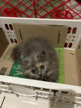 Kitten Persia betina