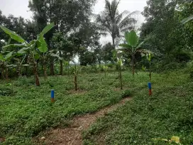 DIJUAL TANAH DI KAMPUNG JALUPANG, TIGARAKSA KAB. TANGERANG