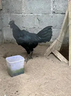 Ayam hias cemani jago