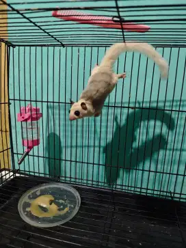 Sugar glider platinum mozaik