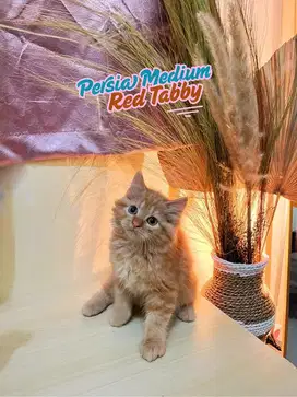 Anabul Kitten Persia Red Tabby