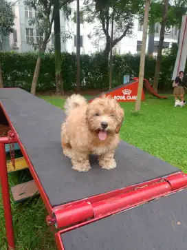 Ready anakan shihtzu mix poodle (Shihpoo)