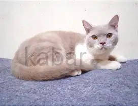 Kucing british shorthair BSH