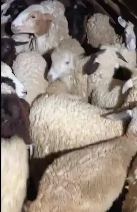paket 60 ekor domba potong betinaan 15-20kiloan 6 bulananUP jamin puas