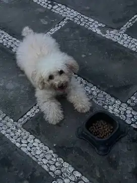 Toy Poodle Indukan