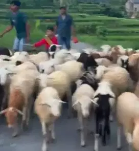 paketan 60 ekor domba betina muda 15-20kiloan 6 bulanUP siap ternak ok