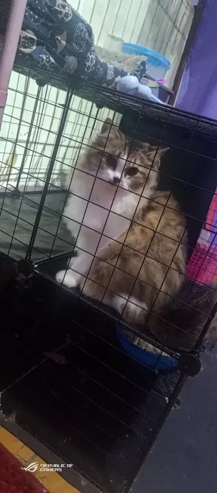 Kucing persia dewasa