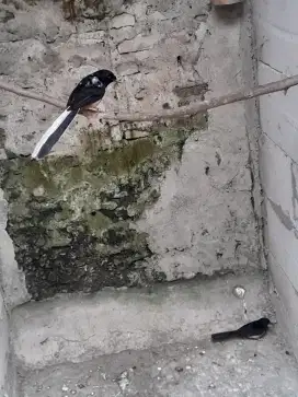 1 pasang murai batu blorok Extream