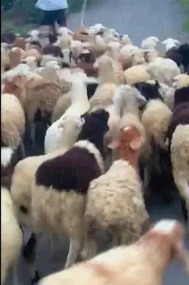 60 ekor domba betina muda 15-20kiloan 6 bulanUp siap ternak piara hobi