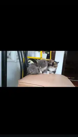 Lepas adopt kitten