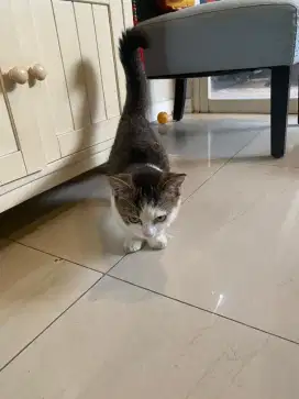 Kucing Munchkin x BSH
