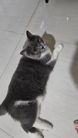 Adopsi kucing british mix persia