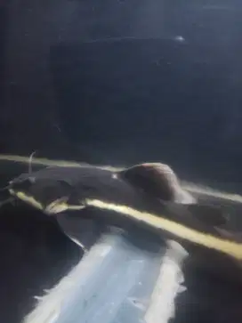 Di jual ikan Arwana