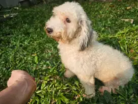 Poodle betina parti colour