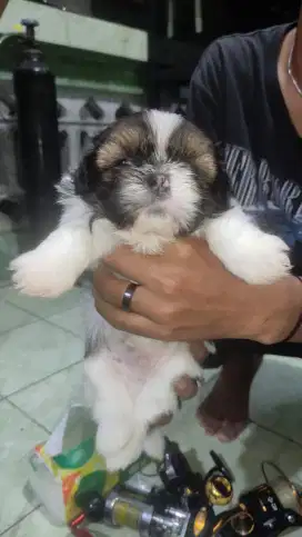 Jual puppies sitzu mix maltese