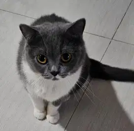 kucing british lucu sehat gembul