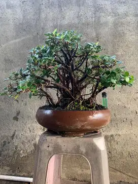 Bonsai Beringin Dolar
