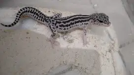 Gecko hewan reptile