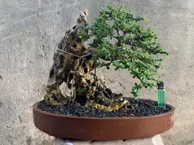 Bonsai Hokiantea On The Rock