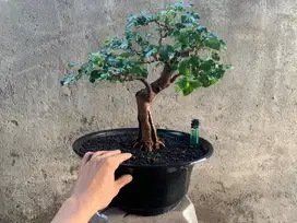 Bonsai Buah Murbei