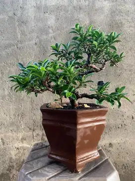 Bonsai Beringin Elegan