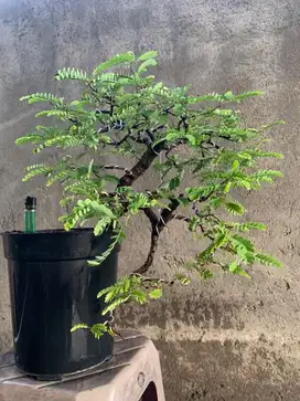 Bonsai Asam Jawa