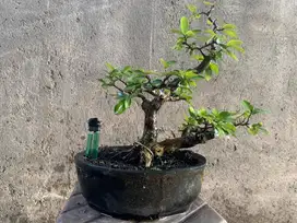 Bonsai Buah Sianci