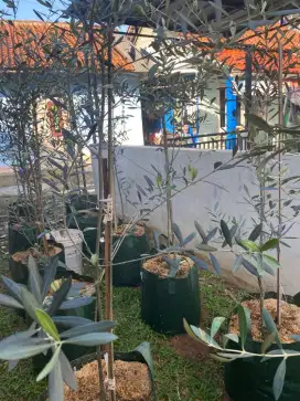 Pohon olive zaitun ukuran 150cm
