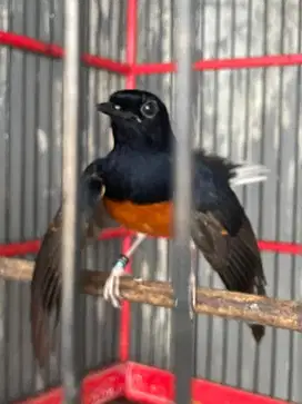 Burung Murai Batu
