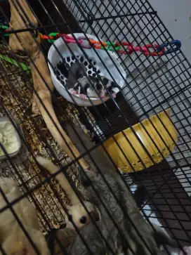 Jual SG sugar glider