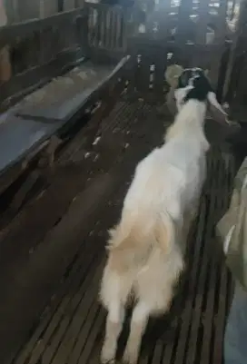 Jual Berbagai macam Jenis kambing yg Berkualitas