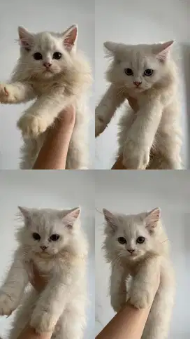 KUCING PERSIA FLATNOSE
