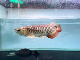 Arwana GR lengkap 45cm