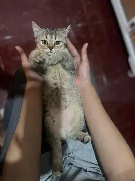 Open Adop Kitten BSH 3Bulan