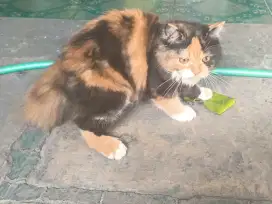 Persimed betina