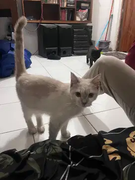 Open Adopt BSH (Pure BSH)
