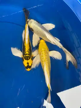 Koi slayer kumpay