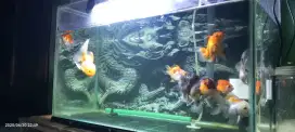 Jual 1 set ikan + aquarium nya.