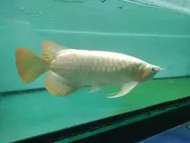 Arowana spek kontes  super red