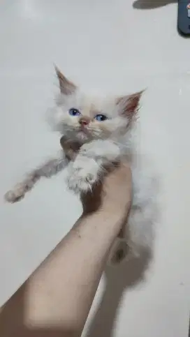 Kucing Kitten Jantan Himalaya Midoll Ragdoll Red Flame Point