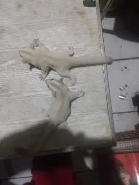 Sugar glider Joey Creamoz dan Creamino (Bahanan Rare)