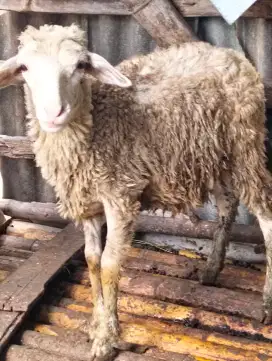 Dijual Kambing Domba