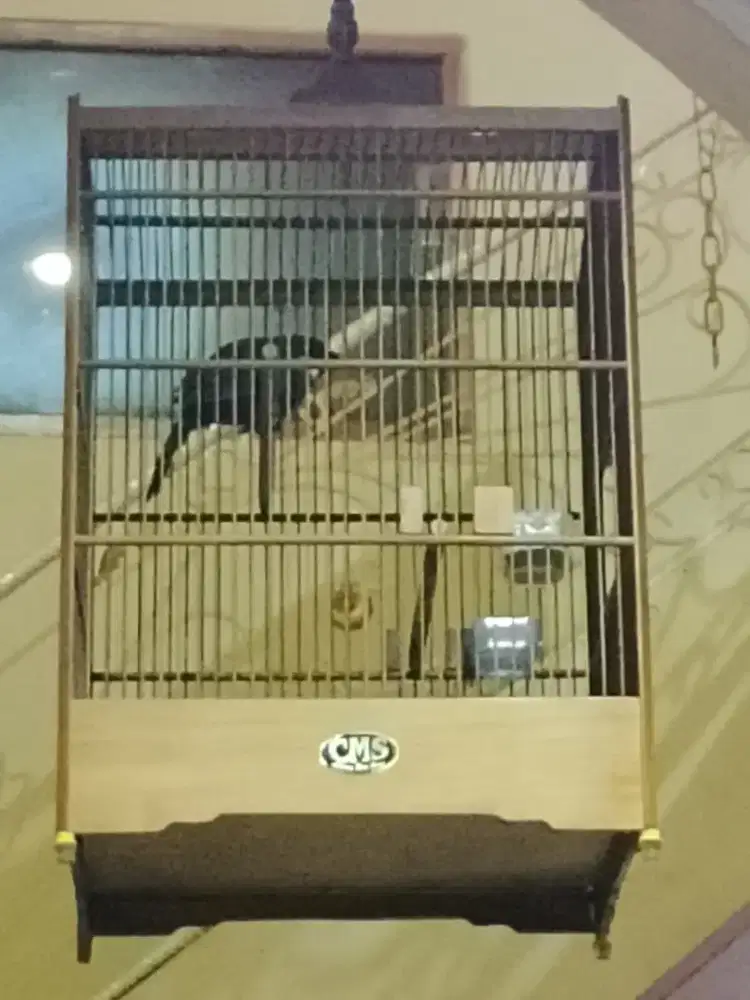 poksay hongkong gacor joget jinak