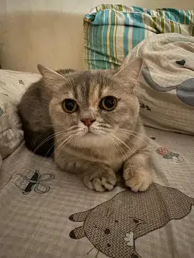 Kucing bsh muchkin lucu bogel full faksin