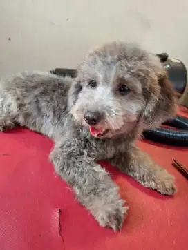 Toy poodle light silver jantan