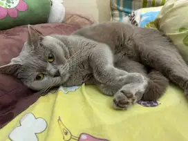 Kucing bsh Lylac full vaksin lucu
